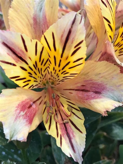 ALSTROEMERIA 'Princess Sara' (='Stalicamp') | emerisa gardens