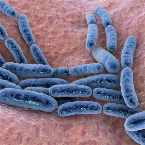 3 Lactobacillus Bulgaricus (20 Billion CFUs) - Three Ingredients ...