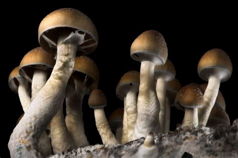 What Are Mushrooms And Should You Consider Them? - Richannel