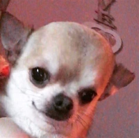 31+ Reaction Dog Meme Face