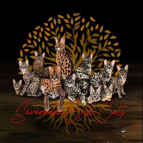 Savannah Gold | Spring Hill FL