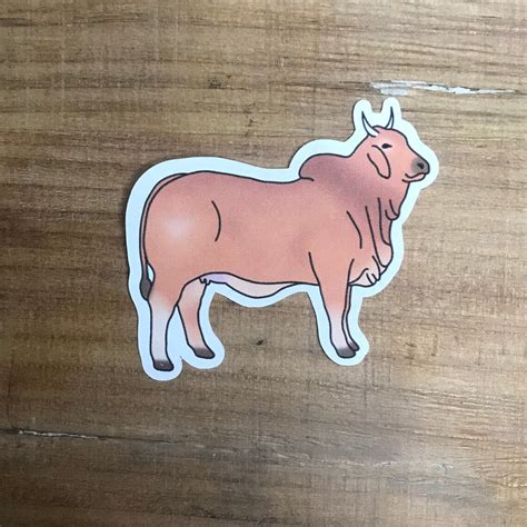 Brahman / Zebu Cattle Sticker - Etsy