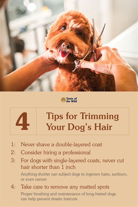 Cocker spaniel grooming care guide – Artofit