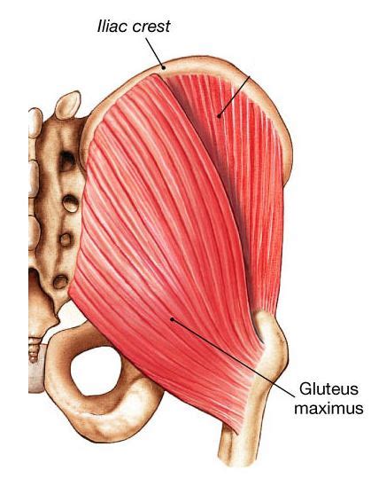 Gluteus Maximus Muscle Anatomy