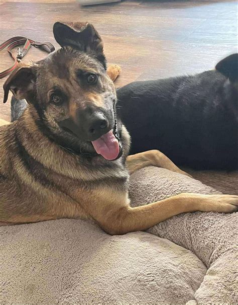 florence lauderdale animal services 4