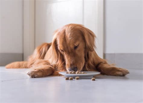 The Best Foods for Dogs With Allergies | PetMD