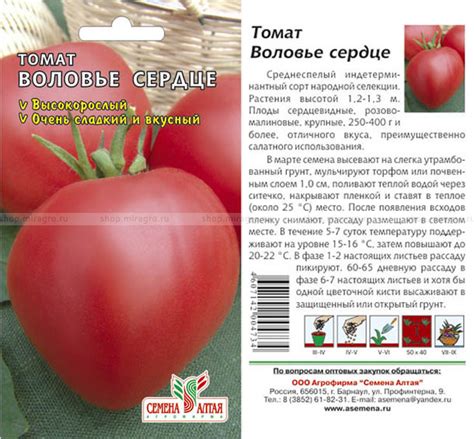 Томат Воловье сердце - описание сорта и отзывы дачников