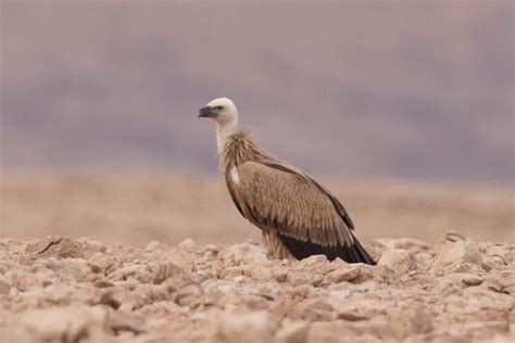 Birds of Saudi Arabia: Juvenile Eurasian Griffon Vulture - Ushaiqer