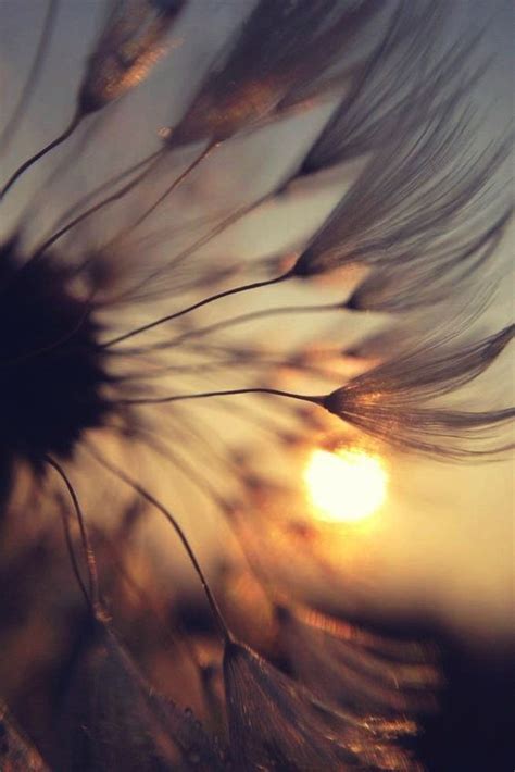 kisses back | Мурчащая Весна | Dandelion wallpaper, Nature photography ...