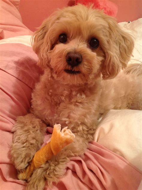 Maltipoo Haircut Styles
