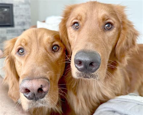 There was a sock monster under the table. : r/goldenretrievers