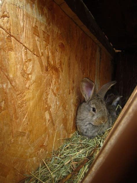 75 Cute Bunnies That Prove Cats And Dogs Are Not The Only Pets You Can Have