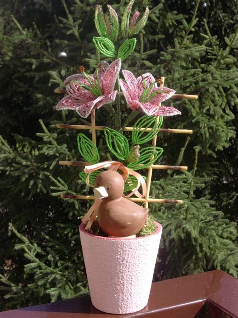 Lilium