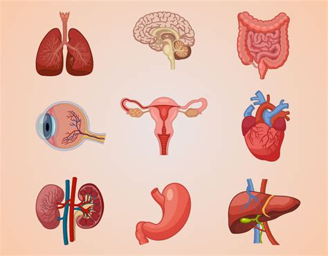 Anatomy of Human Organs. Medical Illustrations :: Behance