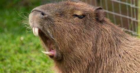 10 Incredible Capybara Facts - A-Z Animals
