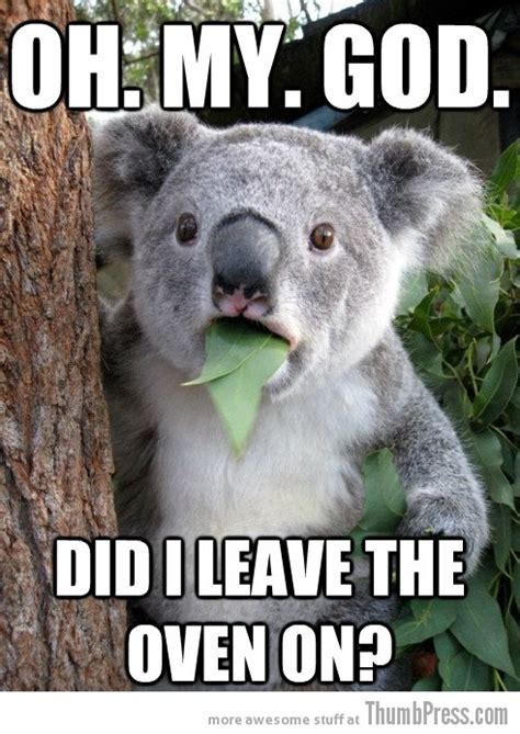 Best Of "Surprised Koala Bear" Meme (25 Pics)