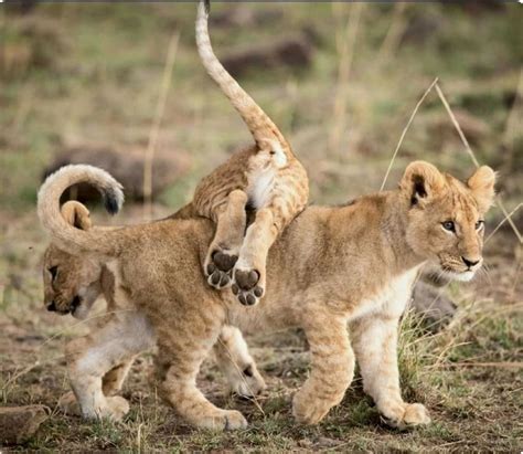 How Much Is A Baby Lion Cub - BABYZG