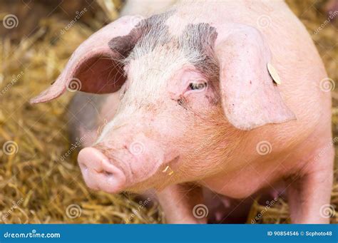 Portrait of a Gloucester Old Spot Stock Photo - Image of close, smell ...