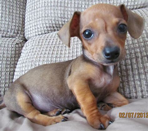 Chiweenie Puppies For Adoption - Chiweenie dog for Adoption in ...