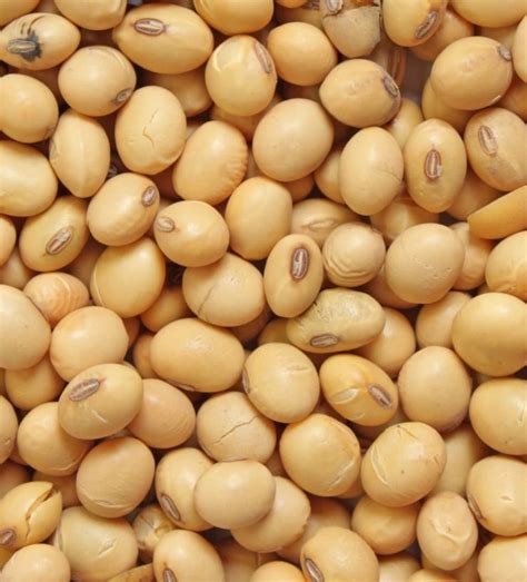 8 science-backed foods to feed your gut:skin axis | The Gut Health Doctor