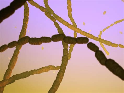 Peptostreptococcus Sp. Bacteria #6 Photograph by Hipersynteza - Pixels