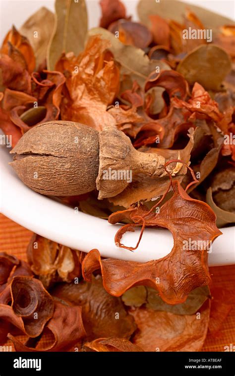 potpourri  smelling  stock photo alamy