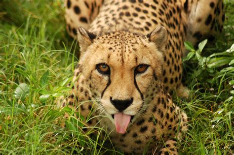Cheetah Tongue by ringtaillemur on DeviantArt