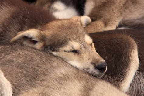 Baby Huskies Sleeping Together Stock Photos - Free & Royalty-Free Stock Photos from Dreamstime