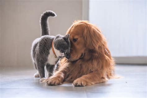 Cat and Dog Wrap Each Other In Hug In 'Wholesome' Video: 'You're Mine