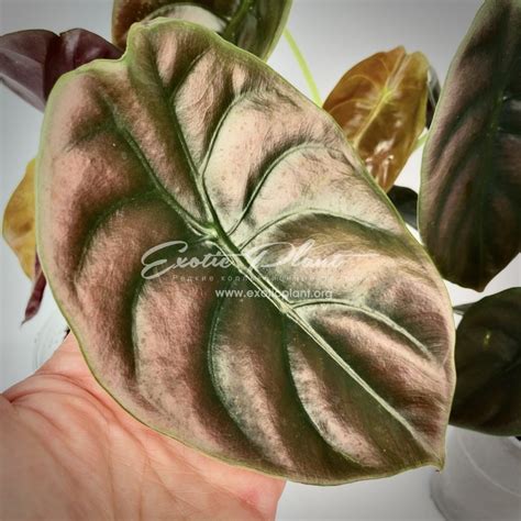 Alocasia cuprea - exoticplantshop.org
