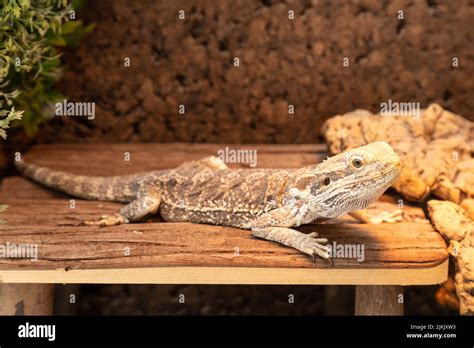 bearded dragon in the terrarium Stock Photo - Alamy