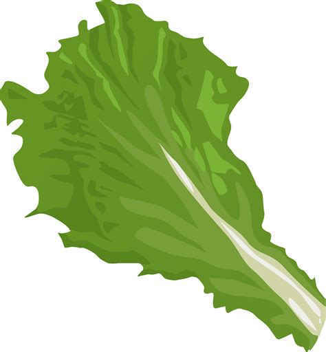 Daun Selada Segar Selada Clipart Selada Hijau Ilustra - vrogue.co