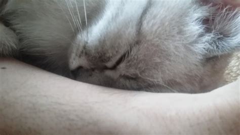 Котенок спит! - YouTube