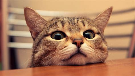 funny cat wallpapers  facebook