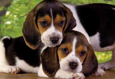Cute puppies puppies - online puzzle