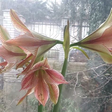 Exotic Star Butterfly Hippeastrum (NOT Amaryllis). Экзотик Стар ...