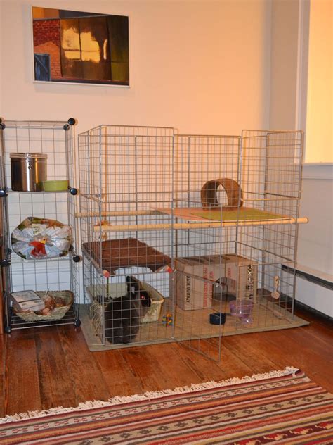 ways to rabbit shaking indoors 2
