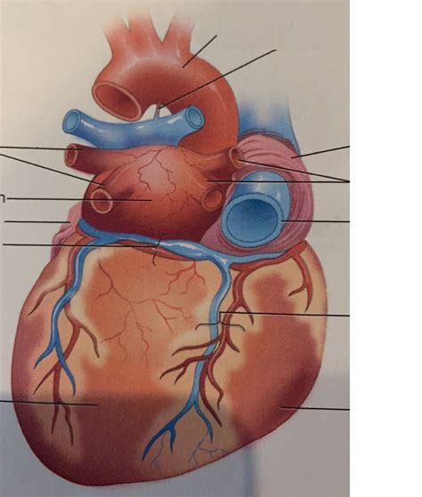 heart posterior view diagram quizlet