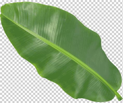 Банановый лист, Банановый лист, банан, лист png | Klipartz
