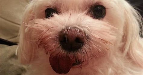 My moms 8 year old bischon maltese : r/aww
