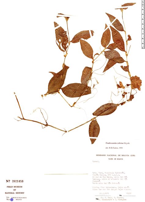 Tradescantia zebrina | Rapid Reference | The Field Museum