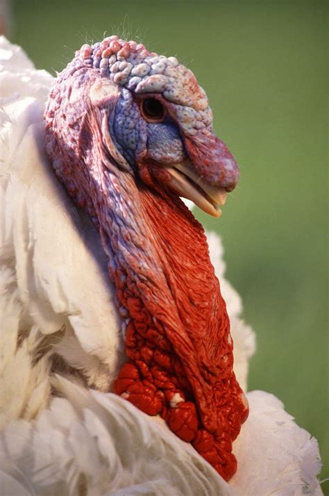 AL PAVO, PAVITO, PAVO - Conocer la Agricultura y la Ganadería