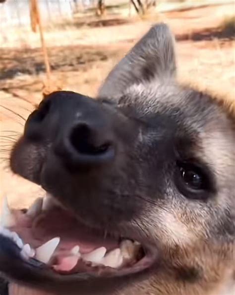 Where can I kidnap a boopable hyena? : r/forbiddenboops