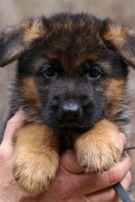 How Do I Raise My German Shepherd Puppy After Giving Birth