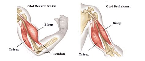 struktur  fungsi otot  manusia mikirbaecom