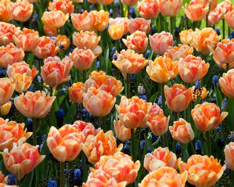 Tulip 'Foxy Foxtrot' bulbs — Buy online at Farmer Gracy UK