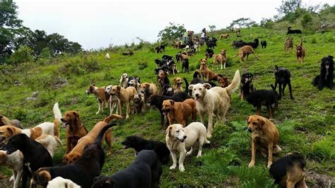 Costa Rica's Popular Animal Rescue Projects - Properties in Costa Rica Blog