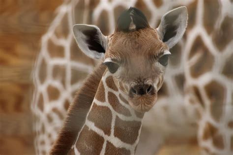 Fort Wayne Children’s Zoo Welcomes baby reticulated giraffe