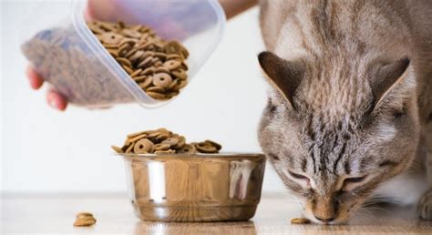 Best Organic Cat Food Brands For 2020 – Cat Cave Co