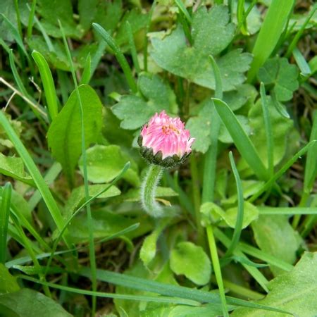 Маргаритка многолетняя / Bellis perennis